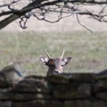 Curious deer animal Royalty Free Stock Photo