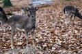 A curious deer