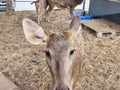 Curious Deer Close-up with Large Ears Looking Directly at Camera Royalty Free Stock Photo