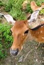 Curious deer close-up