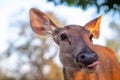 Curious Deer Come to Camera