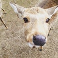 Curious deer