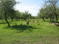 Curious deer