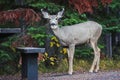 Curious deer in Grand Teton national park, US