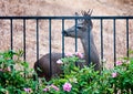 Curious deer looking for food in southern California backyard.