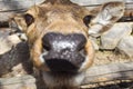 Curious deer portrait close up blurred nose Royalty Free Stock Photo