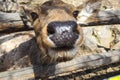 Curious deer portrait close up blurred nose Royalty Free Stock Photo