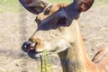 Curious deer portrait close up blurred nose Royalty Free Stock Photo