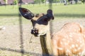 curious deer portrait close up blurred nose Royalty Free Stock Photo