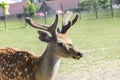 curious deer portrait close up blurred nose Royalty Free Stock Photo