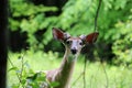 A curious deer portrait