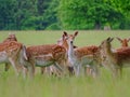 Curious deer