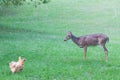 Curious deer watches chickens Royalty Free Stock Photo