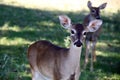 Curious deer coming in for closer look