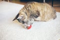 Curious Devon Rex cat is playing with special toy ball dispenser with snacks inside that slowly drops out when cat pushes it