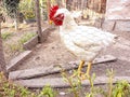 A curious dirty white chicken. Cute