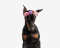 curious dobermann wearing flowers headband looking down Royalty Free Stock Photo