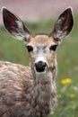 Curious Doe Royalty Free Stock Photo