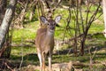Curious Doe Royalty Free Stock Photo