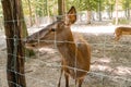 Curious Doe Behind a Fence in a Serene Forest Setting Royalty Free Stock Photo