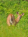 Curious Doe, Shenandoah Royalty Free Stock Photo