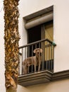 dog on the balcony Royalty Free Stock Photo