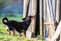 Curious dog Royalty Free Stock Photo