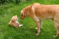 Curious Dog and Cat Royalty Free Stock Photo