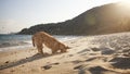 Curious dog digging deep hole on beach