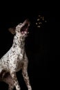 A curious dog.Expressive dog eyes look into the ration