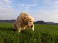 Curious dog on the green field