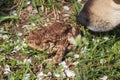 Curious dog is inspecting a common toad