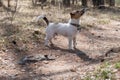Curious dog, jack russell is playing in the park. Dog in a collar in the spring forest. Jack Russell Terrier stands on a