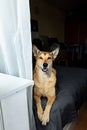 Dog sitting on bed behind balcony door