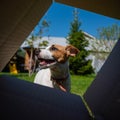 A curious dog is looking at something inside a cardboard box in a park. Puppy Jack Russell Terrier peeks into a box Royalty Free Stock Photo