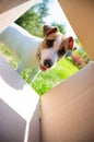 A curious dog is looking at something inside a cardboard box in a park. Puppy Jack Russell Terrier peeks into a box Royalty Free Stock Photo