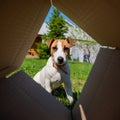 A curious dog is looking at something inside a cardboard box in a park. Puppy Jack Russell Terrier peeks into a box Royalty Free Stock Photo