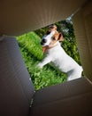 A curious dog is looking at something inside a cardboard box in a park. Puppy Jack Russell Terrier peeks into a box Royalty Free Stock Photo