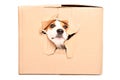 Curious dog looks out of a torn hole in a box Royalty Free Stock Photo