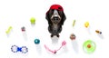 Curious dog looks up with toys ready to play Royalty Free Stock Photo