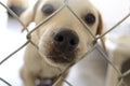 Curious Dog Nose Fence Royalty Free Stock Photo