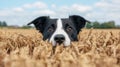 Curious dog peeking out from wheat field Royalty Free Stock Photo