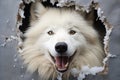 Curious Dog Playfully Peeking Out of Hole in Wall, Creating Space for Captivating Text