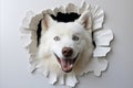 Curious Dog Playfully Peeking Out of Hole in White Wall, Creating Space for Captivating Text