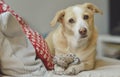 The curious dog is playing with a sock Royalty Free Stock Photo