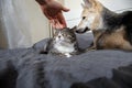 Curious dog and sleeping cat in bedroom Royalty Free Stock Photo