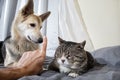 Curious dog and sleeping cat in bedroom Royalty Free Stock Photo