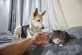 Curious dog and sleeping cat in bedroom Royalty Free Stock Photo