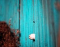 Funny curious dog sticks out its black nose and paw in the crack of a wooden fence in the autumn village garden guarding the Royalty Free Stock Photo