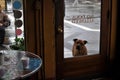 Curious dog waits outside cafe Royalty Free Stock Photo